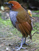 Chestnut-naped Antpitta