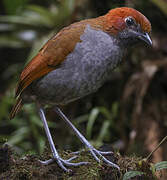 Chestnut-naped Antpitta