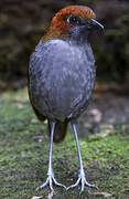 Chestnut-naped Antpitta