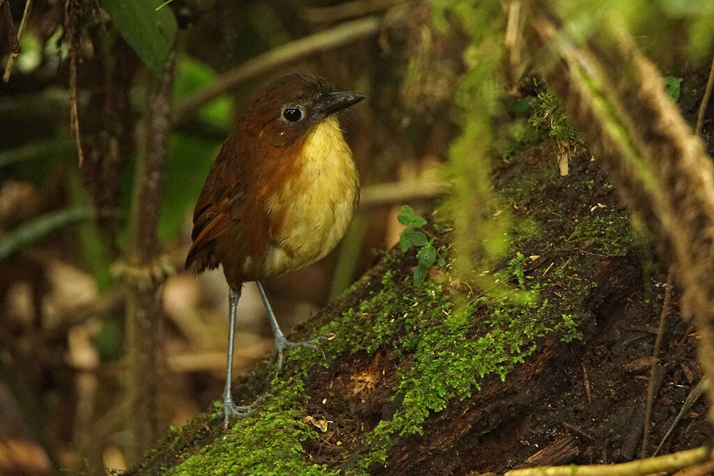 Yellow-breasted Antpitta