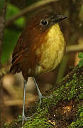 Yellow-breasted Antpitta