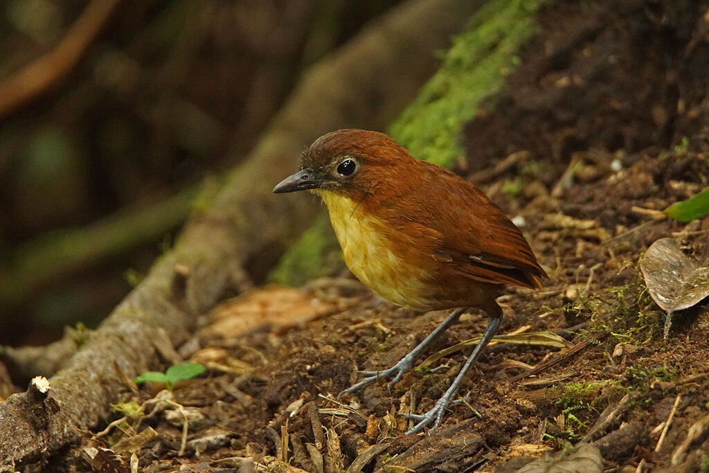 Yellow-breasted Antpitta