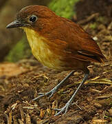 Yellow-breasted Antpitta