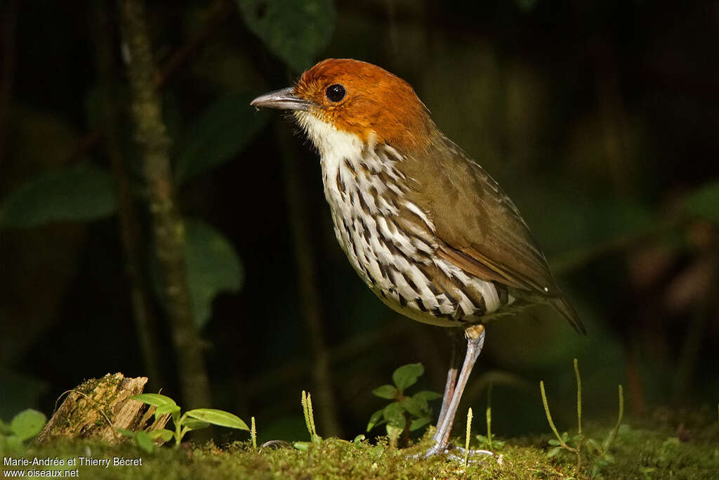 Chestnut-crowned Antpittaadult, identification