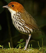 Chestnut-crowned Antpitta