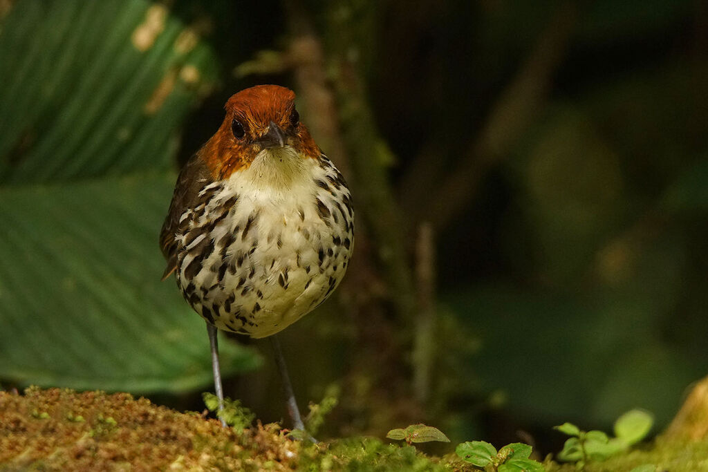 Grallaire à tête rousse