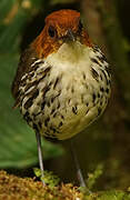 Chestnut-crowned Antpitta