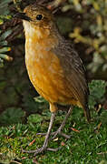 Tawny Antpitta