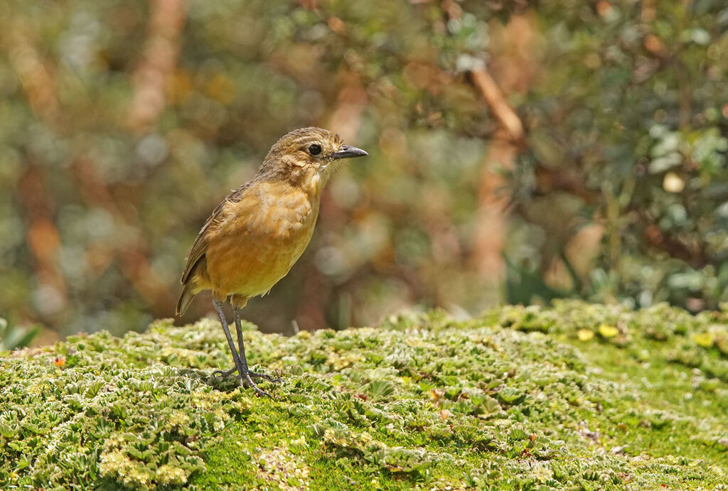 Tawny Antpitta