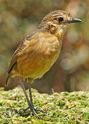 Tawny Antpitta