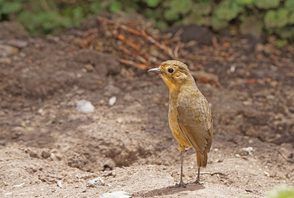 Tawny Antpitta