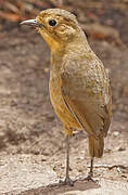 Tawny Antpitta