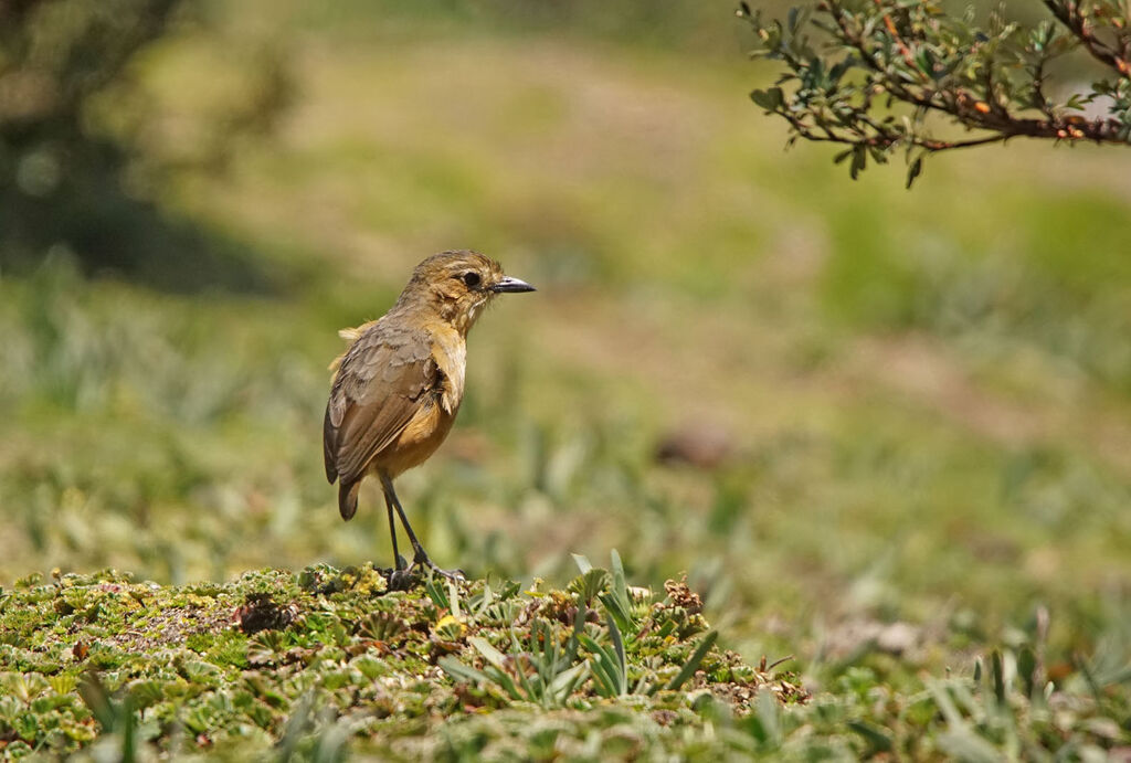 Tawny Antpitta