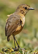 Tawny Antpitta