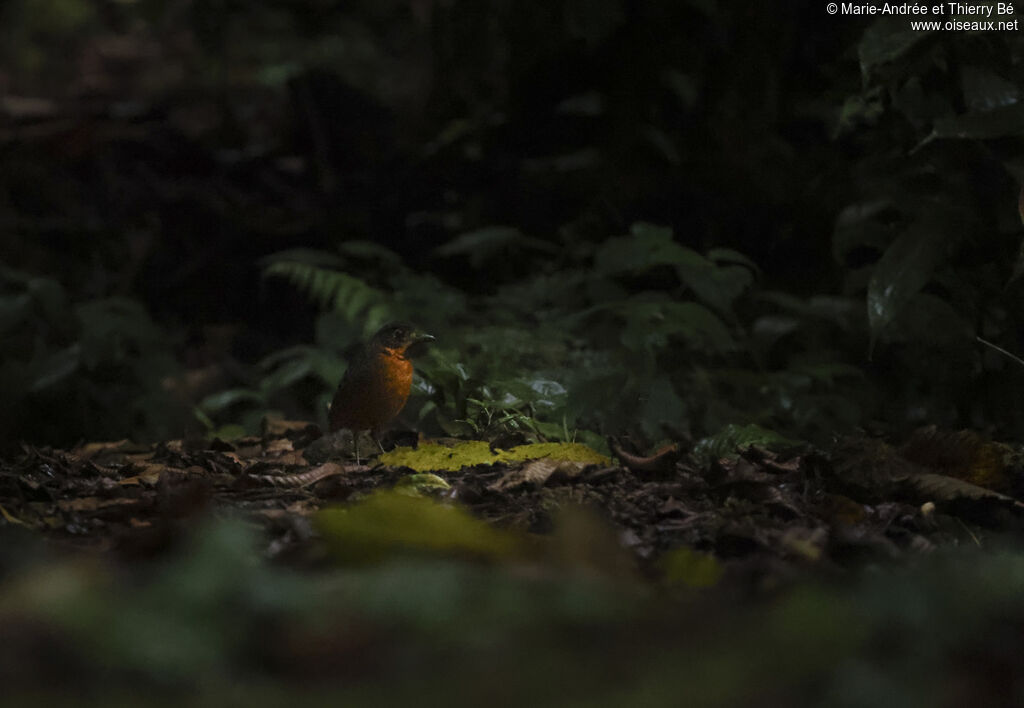 Grallaire écaillée