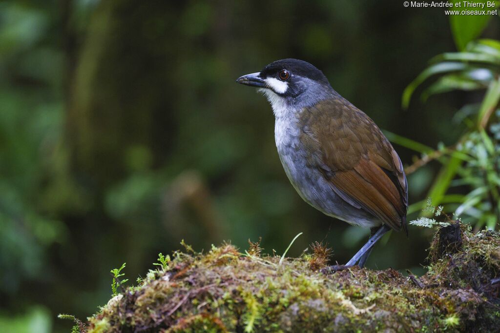 Jocotoco Antpitta