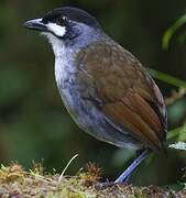 Jocotoco Antpitta