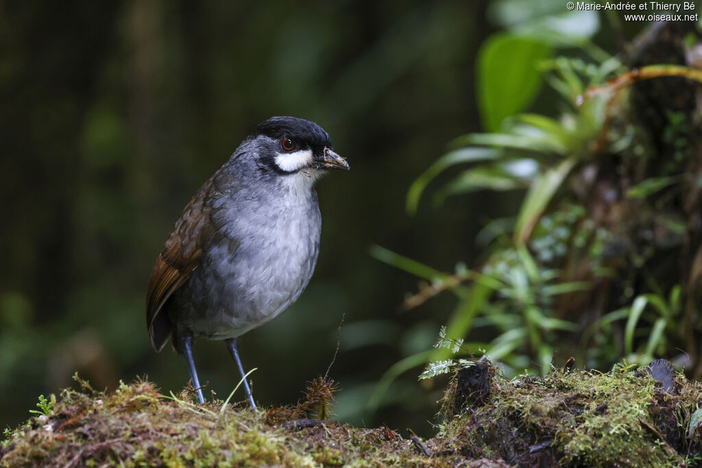 Jocotoco Antpitta