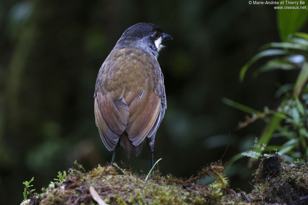 Jocotoco Antpitta