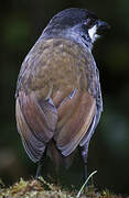 Jocotoco Antpitta