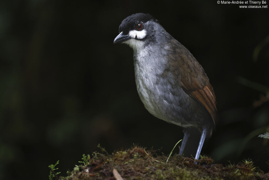 Jocotoco Antpitta