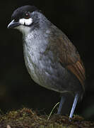 Jocotoco Antpitta