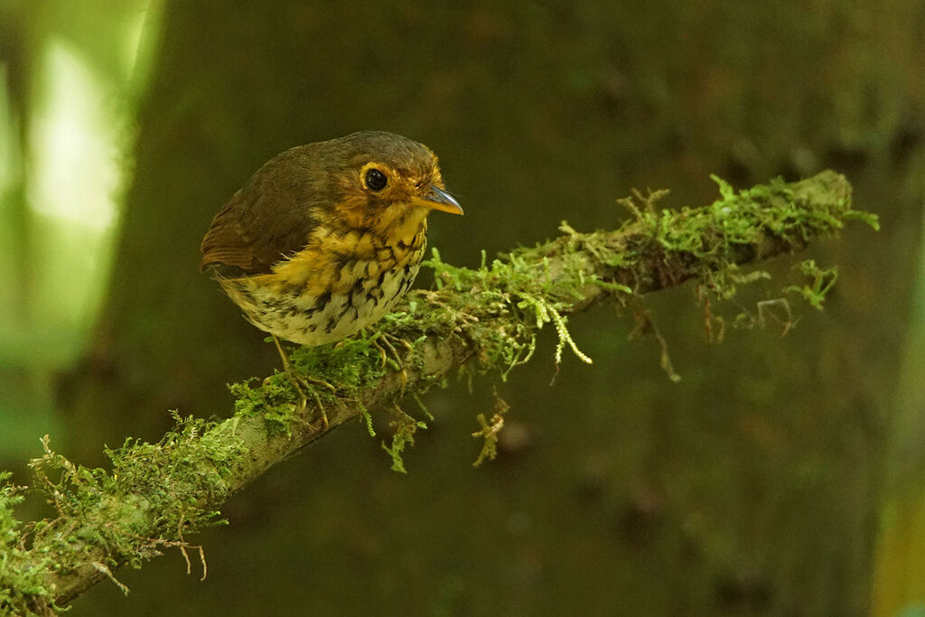 Ochre-breasted Antpitta