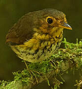 Ochre-breasted Antpitta