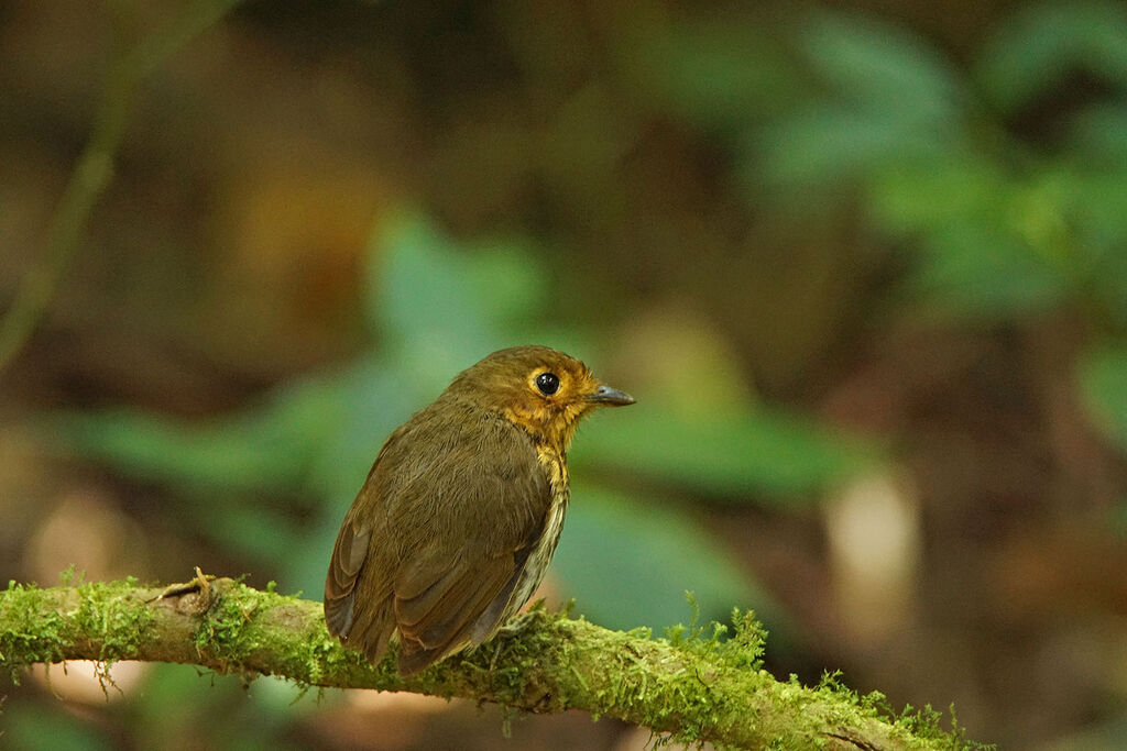 Ochre-breasted Antpitta