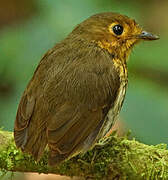 Ochre-breasted Antpitta