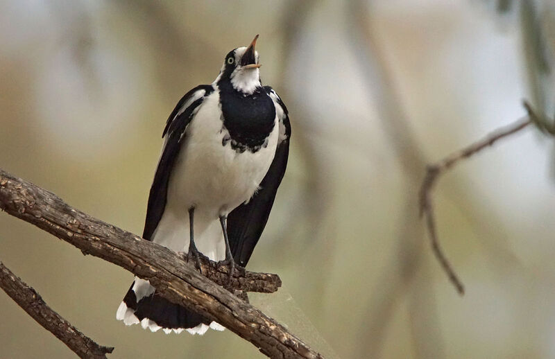 Magpie-lark female