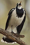 Magpie-lark