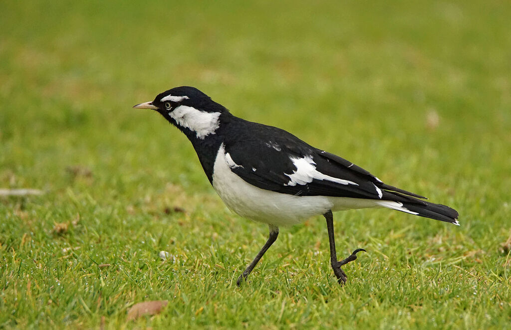 Magpie-lark male