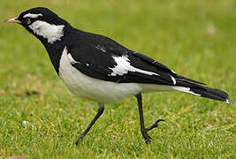 Magpie-lark