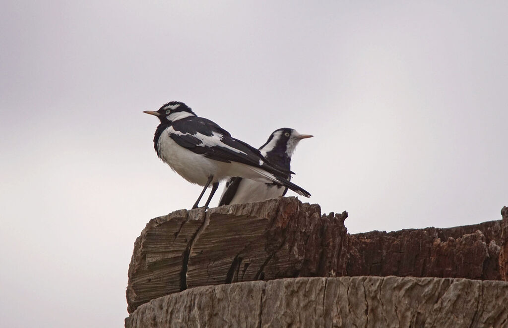 Magpie-larkadult