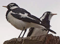 Magpie-lark