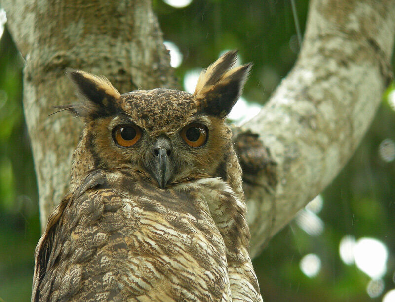 Great Horned Owl