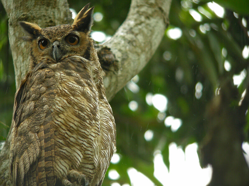 Great Horned Owl