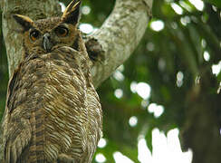 Great Horned Owl