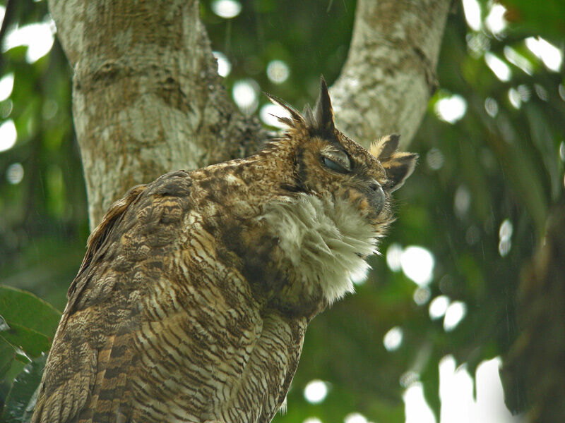 Great Horned Owl