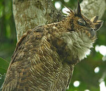 Great Horned Owl