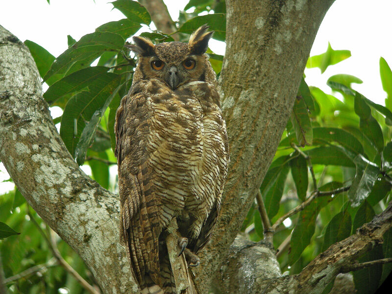 Great Horned Owl