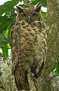 Great Horned Owl