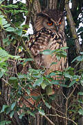 Eurasian Eagle-Owl