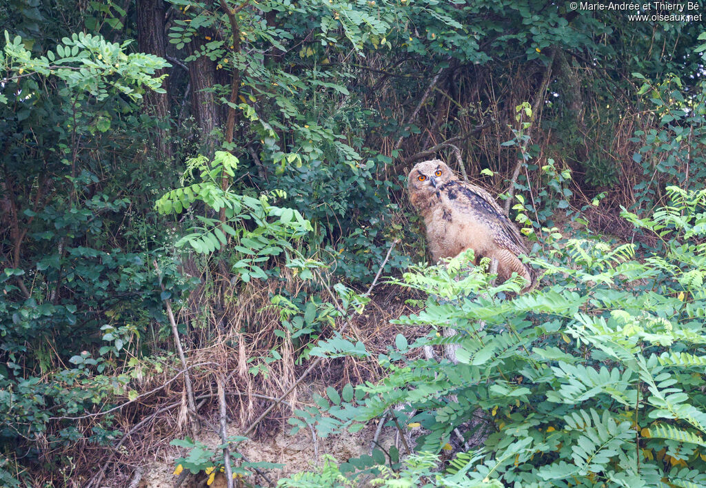 Eurasian Eagle-Owljuvenile