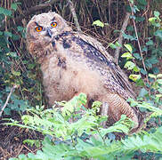 Eurasian Eagle-Owl