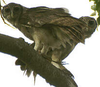 Verreaux's Eagle-Owl