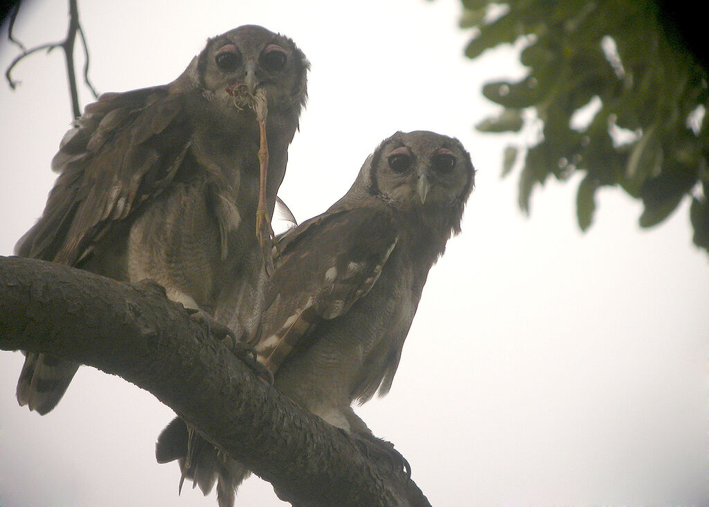 Verreaux's Eagle-Owl