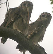 Verreaux's Eagle-Owl