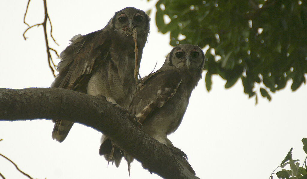 Verreaux's Eagle-Owl